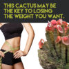 Hoodia Gordonii Cactus Appetite Suppressant